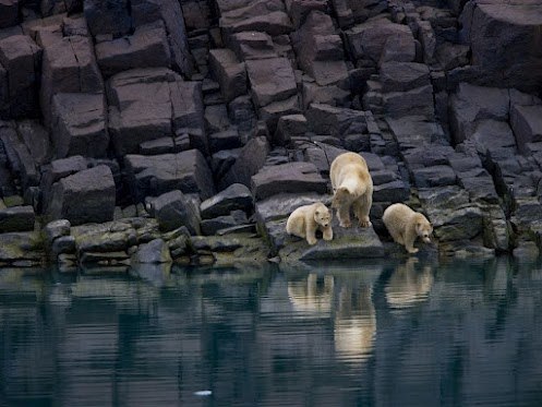 Если на Крайнем Севере нет льда, мать-медведица не может полноценно охотиться, а значит – прокормить своих малышей. Этот бесснежный пейзаж у мыса Фэншо дает представление о том, как может выглядеть Арктика без льдов в будущем.