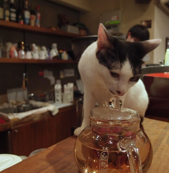Необычные кошачьи кафе из разных стран мира