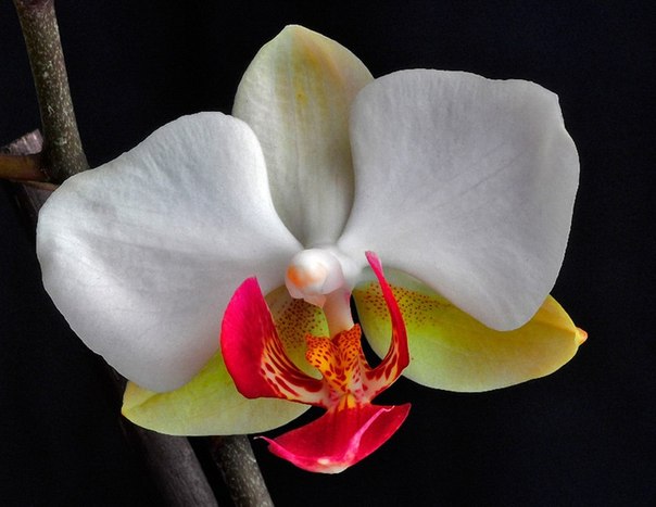 Орхидея – цветок, олицетворяющий любовь и красоту...