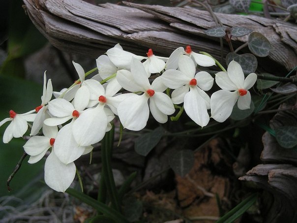 Орхидея – цветок, олицетворяющий любовь и красоту...