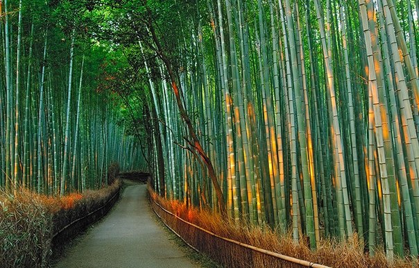 Бамбуковая роща в Японии
