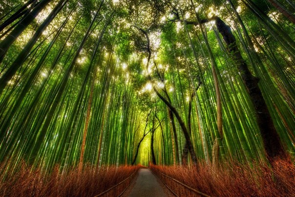 Бамбуковая роща в Японии