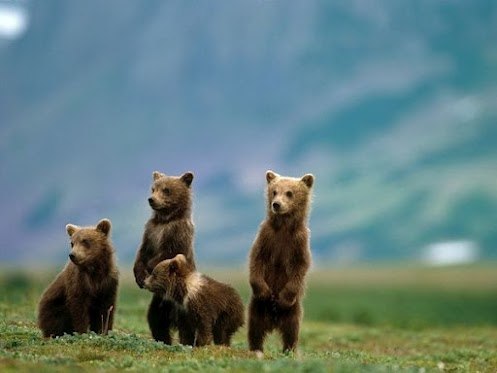 Посетители национального парка Катмай на Аляске часто приезжают сюда в июле, чтобы полюбоваться бурыми медведями, охотящимися на нерку у водопада близ лагеря Брукс. Национальный парк Катмай является домом для 2000 косолапых.