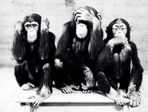 Три Шимпанзе в зоопарке Гамбурга, Германия (1954)