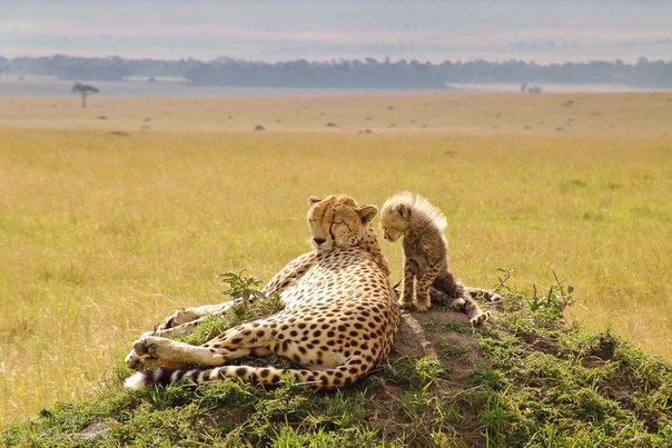 Самка гепарда и ее детеныш, заповедник Масаи-Мара, Кения.
