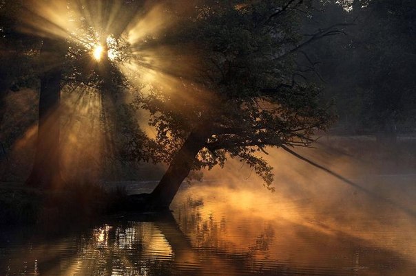 Утренние солнечные лучи пробиваются сквозь ветви деревьев, Олтринчэм, Англия.
