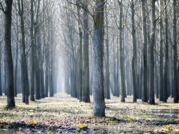 Осенний лес в Воеводине, Сербия. 