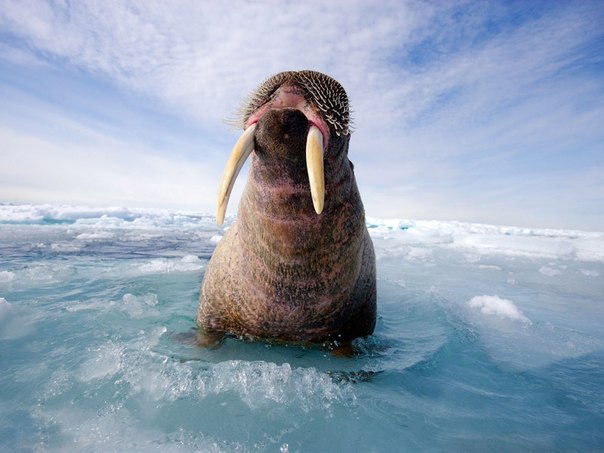 Атлантический морж на побережье Канады.