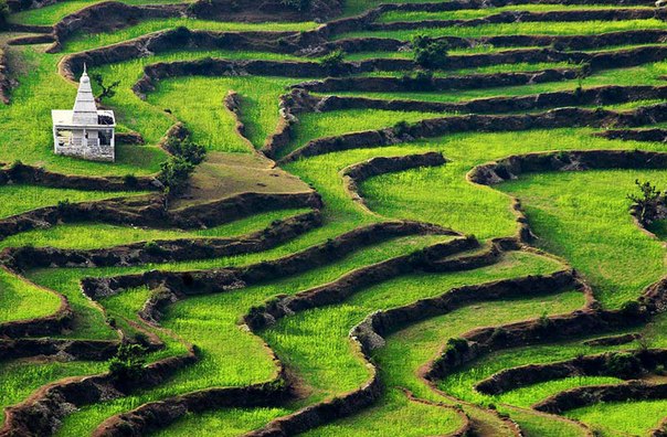 Рисовые террасы в регионе Раникхет в индийском штате Уттаркханд. Раникхет находится на высоте 1869 метров над уровнем моря и в пределах видимости западной вершины Гималаев .