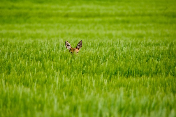 Застенчивый олененок на полях близ города Клотена, Швейцария.