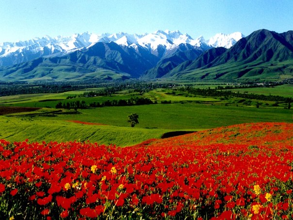 Ферганская долина — межгорная впадина в горах Средней Азии.