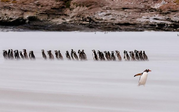 Оказывается и среди пингвинов есть расовые различия. Папуанский пингвин показывает невероятное усердие, пробираясь в шторм мимо группы Магеллановых пингвинов на Фолклендских островах. 