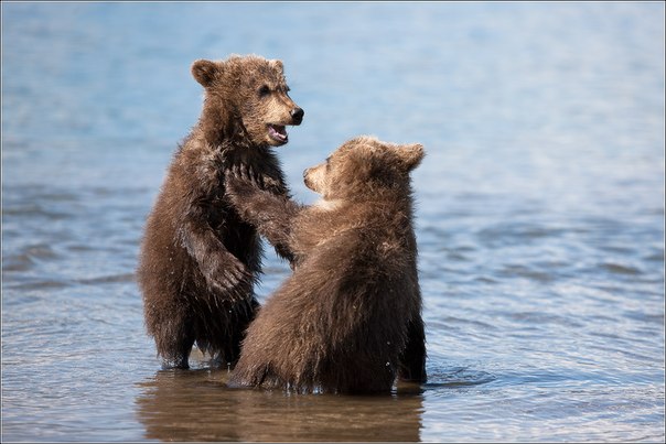 "Медвежьи забавы", Курильское озеро, Россия.