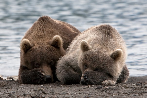 "Медвежьи забавы", Курильское озеро, Россия.
