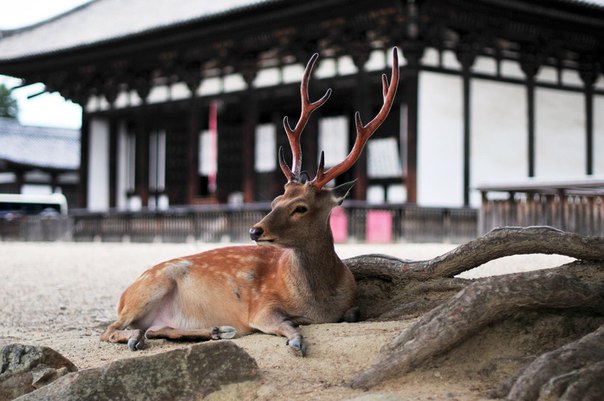 Олень лежит напротив храма в Японии