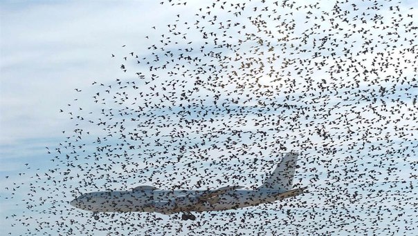 Стая птиц, которые питались травой около взлетно-посадочной полосы, поднимается в воздух в то время, как самолет американских ВВС садится в аэропорту Форт-Смита. 