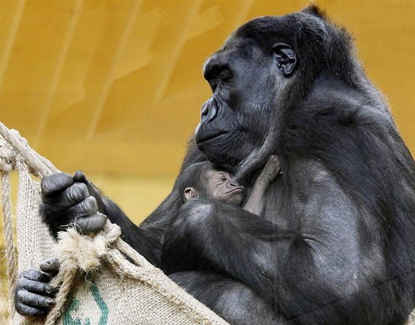 Нежная материнская любовь гориллы Челевы к своему малышу, которому всего один день, в зоопарке Кантабрии, северная Испания. Это первый детеныш гориллы, рожденный в неволе в Испании. 