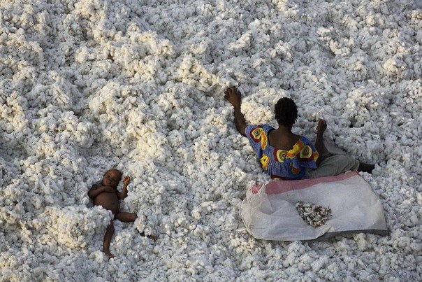 Уборка хлопка в Буркина-Фасо.
