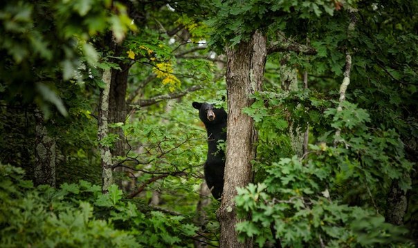 Медведь - разведчик в Национальном парке Шенандоа в США.