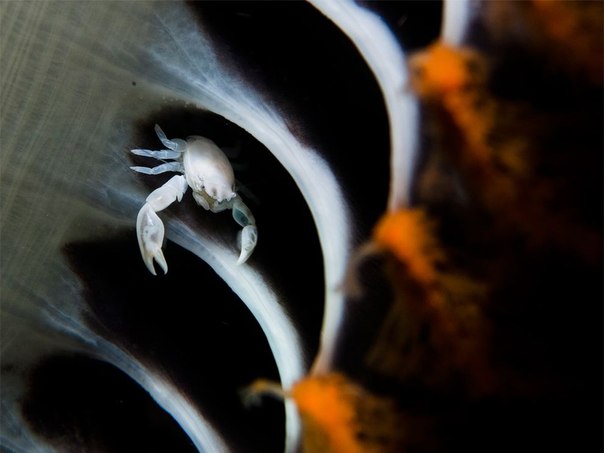 Морской крабик между ветками морского пера. Фото сделано на глубине 25 метров во время ночного погружения. 