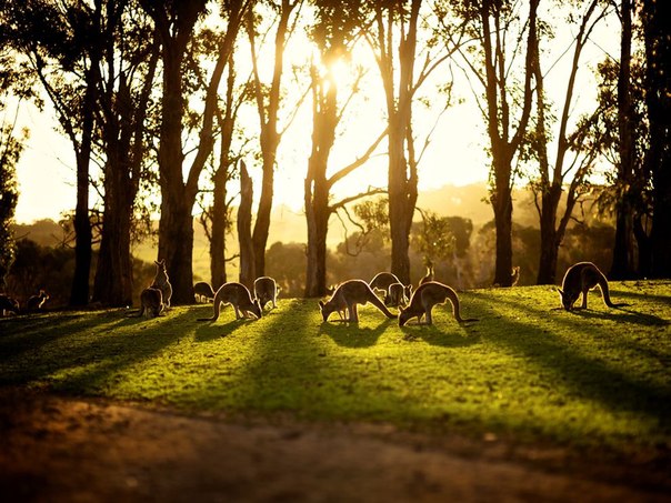 Незадолго до закрытия зоопарка на острове Филиппа кенгуру собрались вместе, чтобы отдохнуть и пощипать травку на фоне уходящего зимнего солнца. 