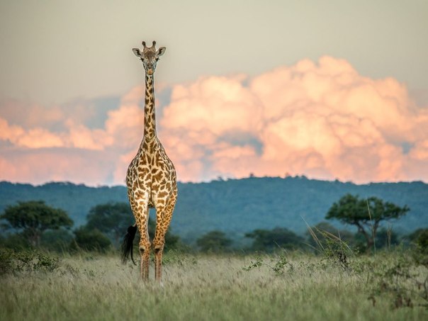Фотограф Питер Стэнли: «Я сидел в траве, фотографируя мощный закат, а когда оглянулся, то увидел, как ко мне медленно приближается этот любознательный жираф. Я приготовился снимать, и жираф замер для единственной фотографии, а затем направился к холмам Микуми в Танзании». 