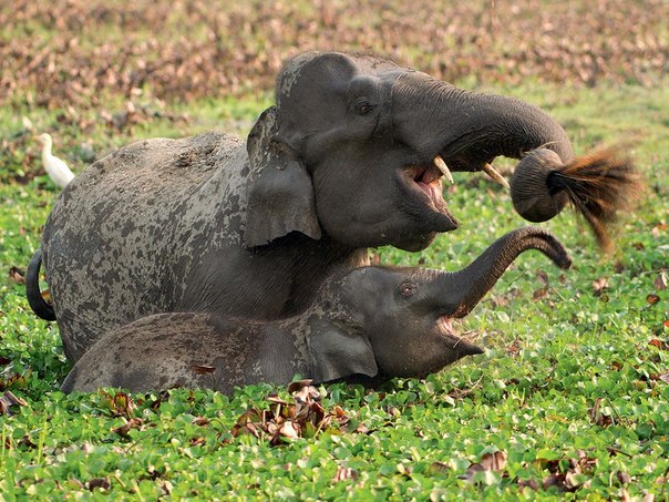 Дикие слоны живут на плодородных паводковых равнинах Казиранги, где болота, высокая трава и леса дают им еду и кров. Национальный парк Казиранга занимает 80 км на реке Брахмапутра. Здесь живет около 1300 слонов. 