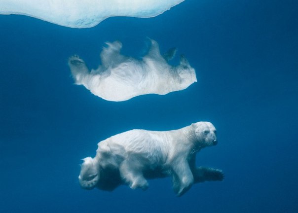 Белый медведь под водой. Нунавут, Канада.