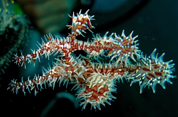 10 удивительных морских существ