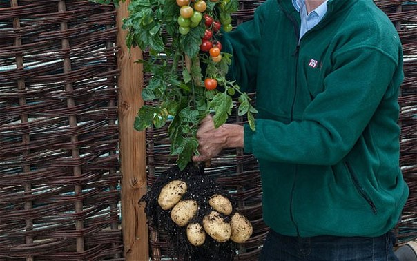 В магазинах Британии появится гибрид картофеля и помидора
