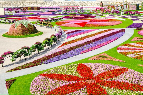 В ОАЭ всей семьей можно отправиться в самый большой в мире парк цветов Dubai Miracle Garden. Его можно смело назвать очередным арабским чудом света. Парк занимает территорию общей площадью более 70 тысяч квадратных метров, а протяженность пешеходных дорожек растянулась на 4 километра. Здесь растут более 45 миллионов цветов, а многие виды появились в Персидском заливе впервые. Важное место в композиции парка занимает петуния, герань, календула, чернобривцы, лобелия, колеусы и множество других видов лиственных и цветущих растений. Семена многих из них были привезены из Германии, Италии и США.
