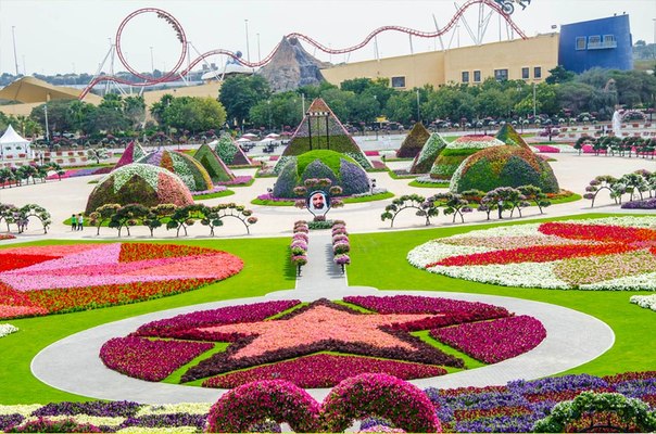 В ОАЭ всей семьей можно отправиться в самый большой в мире парк цветов Dubai Miracle Garden. Его можно смело назвать очередным арабским чудом света. Парк занимает территорию общей площадью более 70 тысяч квадратных метров, а протяженность пешеходных дорожек растянулась на 4 километра. Здесь растут более 45 миллионов цветов, а многие виды появились в Персидском заливе впервые. Важное место в композиции парка занимает петуния, герань, календула, чернобривцы, лобелия, колеусы и множество других видов лиственных и цветущих растений. Семена многих из них были привезены из Германии, Италии и США.