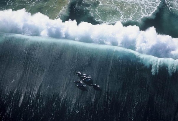 Чтобы сделать это фото, фотографу Грегу Хаглину пришлось подняться на вертолете примерно на 350 метров над морем и вовремя поймать в кадр эту группу дельфинов.