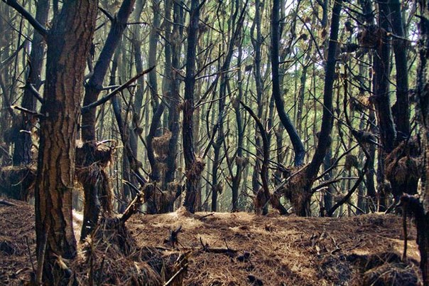 На севере Южного острова Новой Зеландии, в районе Голден Бэй (Golden Bay) есть чудесные леса, где режиссер Питер Джексон снимал свою трилогию «Властелин колец», а именно эльфийскую часть под названием Димрилл Дэйл (Dimrill Dale).
