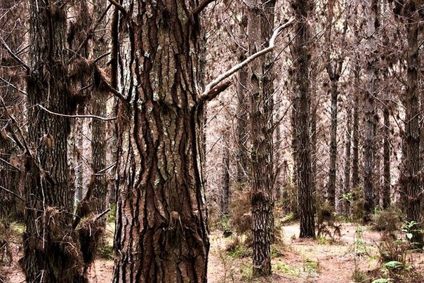 На севере Южного острова Новой Зеландии, в районе Голден Бэй (Golden Bay) есть чудесные леса, где режиссер Питер Джексон снимал свою трилогию «Властелин колец», а именно эльфийскую часть под названием Димрилл Дэйл (Dimrill Dale).