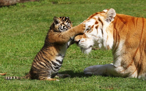Бенгальский тигренок Сита играет со своей мамой в зоопарке Квинсленда, Австралия. 