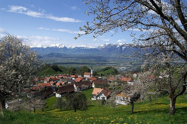 Цветущая черешня в деревне Фраксерн, Австрия.