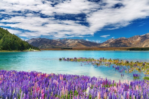 Озеро Текапо, Новая Зеландия.