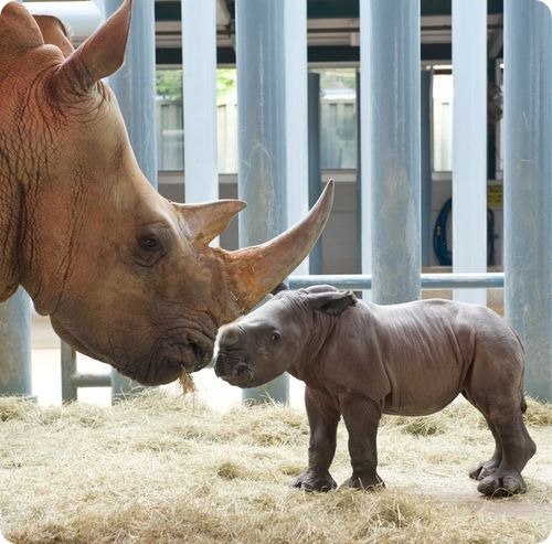 Самка белого носорога по кличке Кенди, живущая в тематическом Парке Disney s Animal Kingdom во Флориде, со своим симпатичным детенышем.