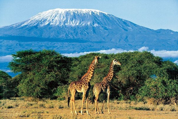 Вид на Килиманджаро, Танзания