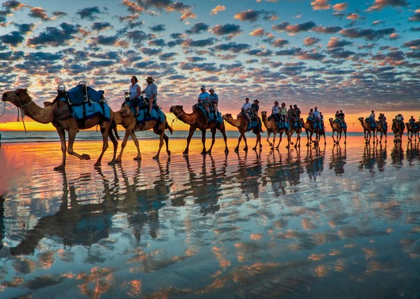 Вечерняя прогулка на верблюдах на Кэйбл-Бич, Австралия