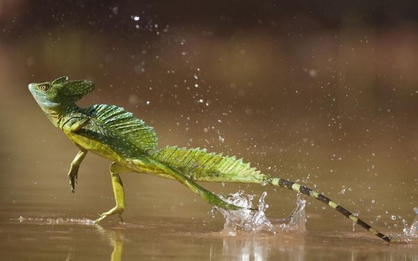 Зеленый василиск бежит по воде в Санта-Рита, Коста-Рика.