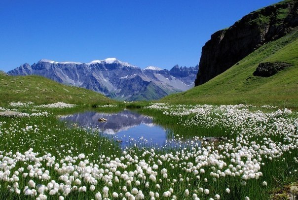 Альпийский луг, Швейцария