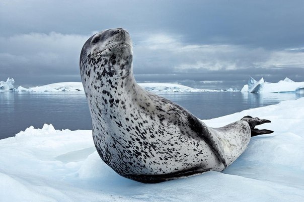 Морской леопард, словно дозорный, оглядывает окрестности. Антарктический полуостров. 