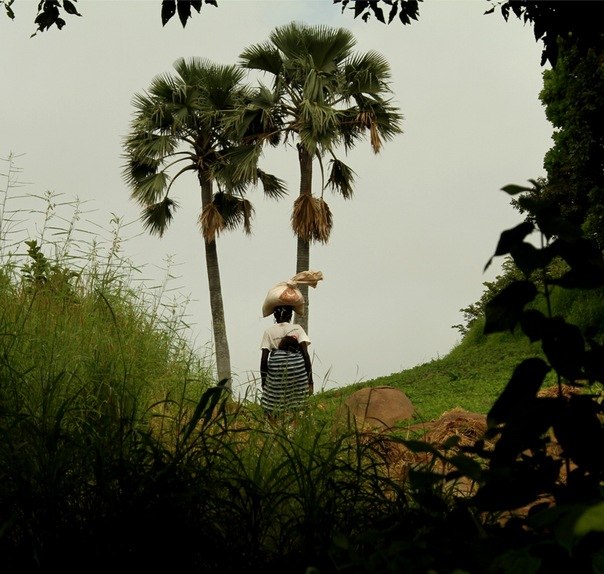 Молодая девушка, жительница деревни горного района на востоке Сенегала, держит путь домой на высоту 700 метров, на голове у нее мешок с крупой, а на спине ребенок. Рада была принять орешки в подарок, в отличие от денег орехи Кола имеют в округе ценность.