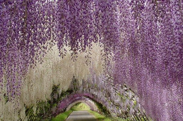 Сад цветов Кавати Фудзи. Китакюсю, Япония