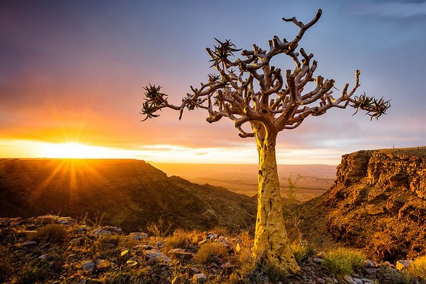 Одинокое колчанное дерево на краю каньона Фиш-Ривер в Намибии - самого крупного каньона в Африке и второго по величине в мире.