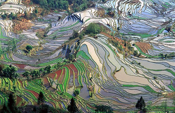 Рисовые террасы в провинции Юньнань, Китай.