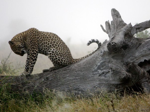 В мире животных: Большие кошкиМолодой леопард отдыхает на стволе упавшего дерева в зимнее утро, Южная Африка. Леопарды находятся первыми в списке крупных хищников, численность которых снижается из-за человеческого фактора. Леопард стал крайне редким животным.
