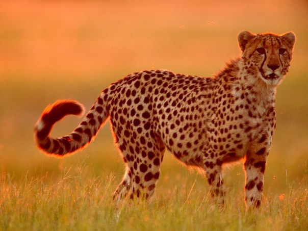 В мире животных: Большие кошкиМолодой леопард отдыхает на стволе упавшего дерева в зимнее утро, Южная Африка. Леопарды находятся первыми в списке крупных хищников, численность которых снижается из-за человеческого фактора. Леопард стал крайне редким животным.